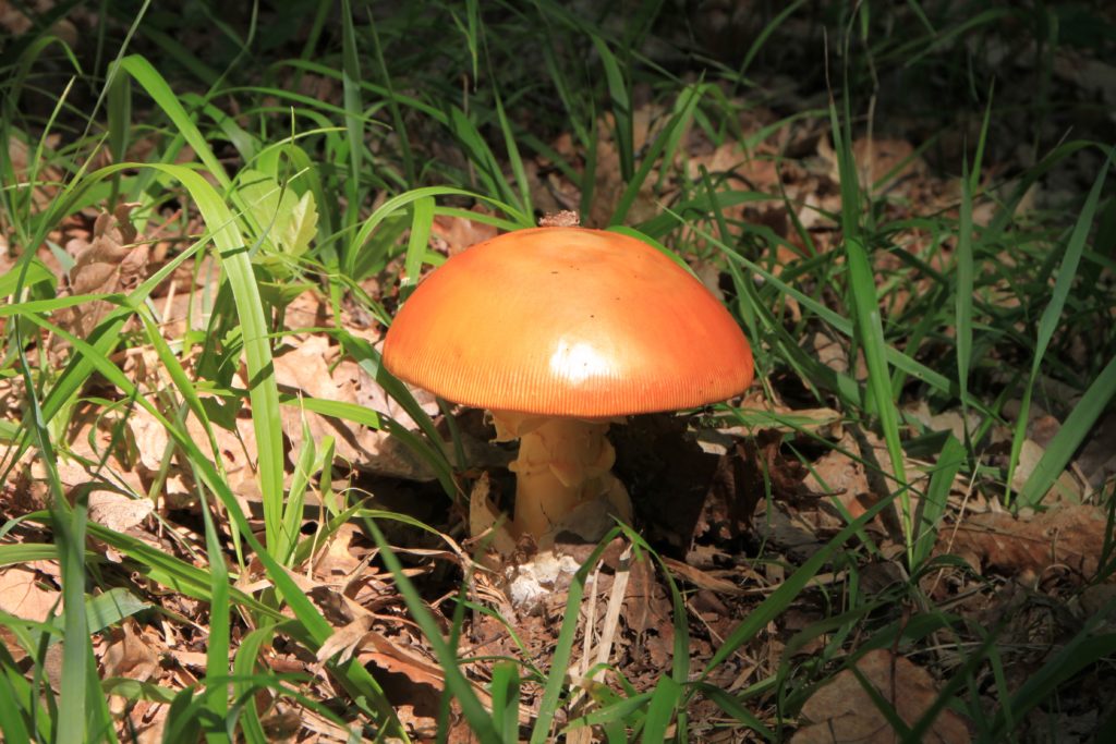 Amanita caesarea o ovolo buono