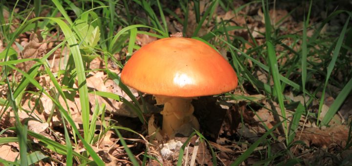 Amanita caesarea o ovolo buono