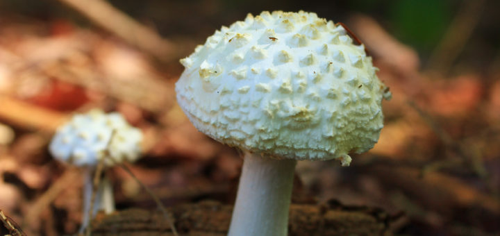 amanita citrina