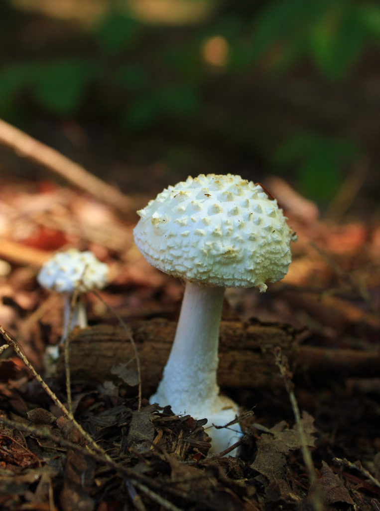 Amanita citrina