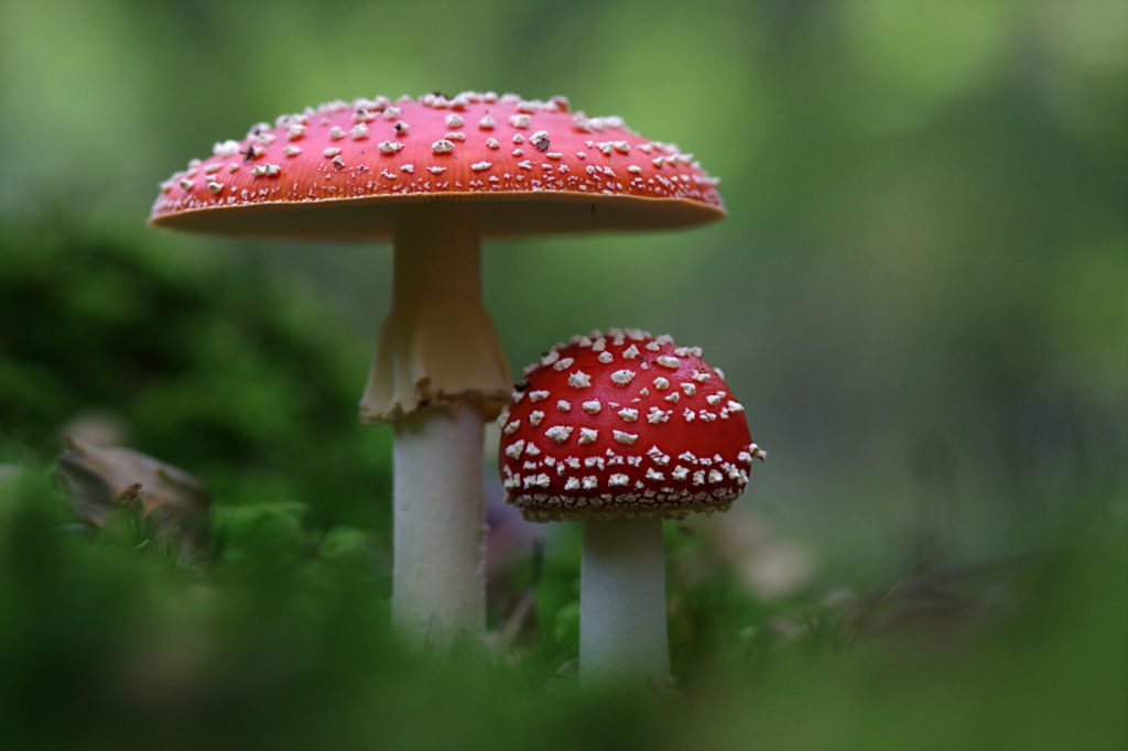 Amanita Muscaria - Ovolo Malefico