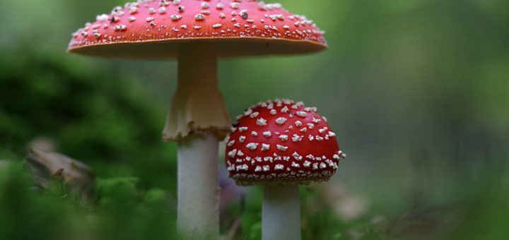 Amanita Muscaria - Ovolo Malefico