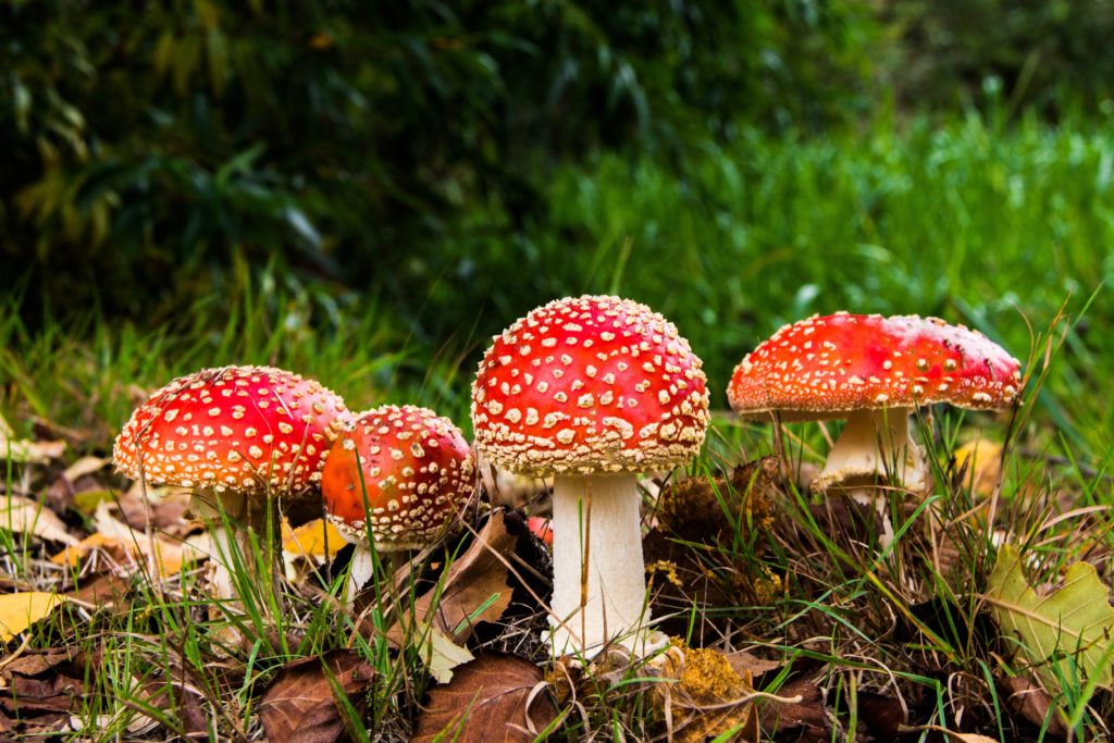 Amanita Muscaria in gruppo