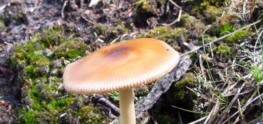 amanita vaginata