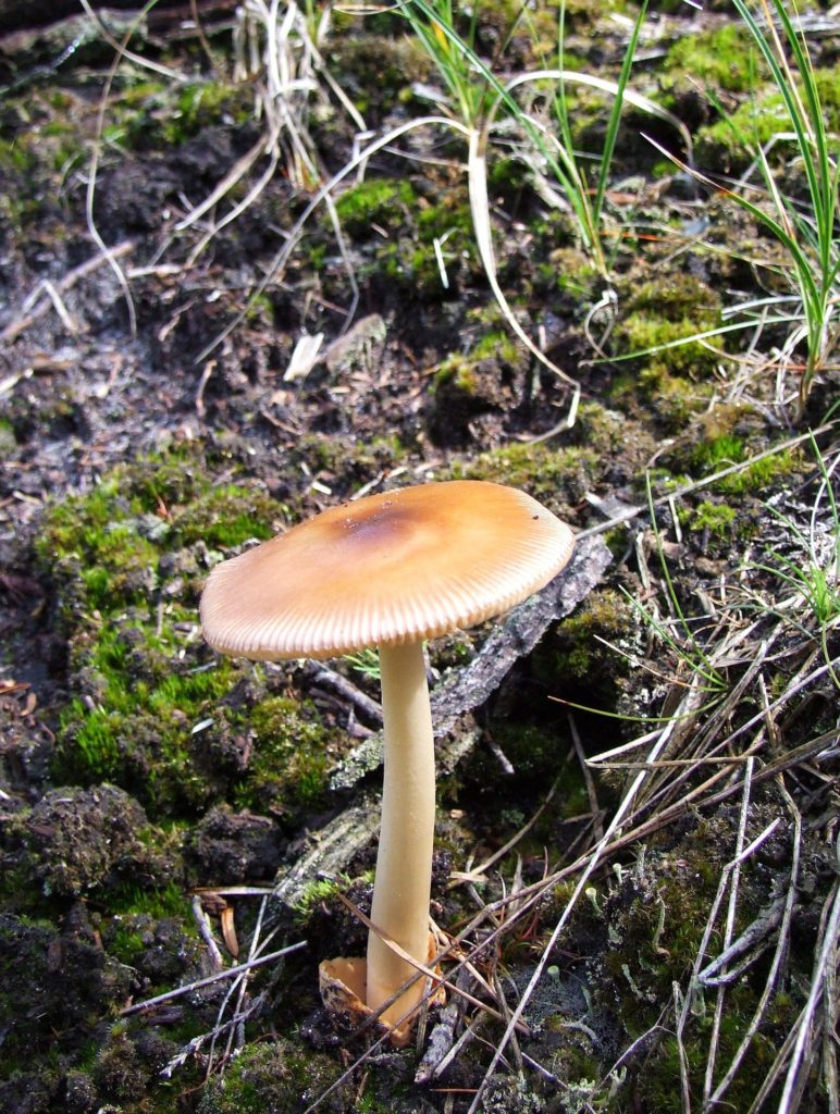 Amanita vaginata