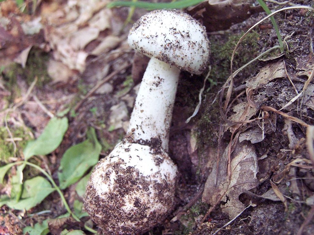 amanita verna