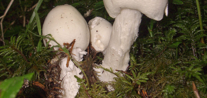 amanita virosa