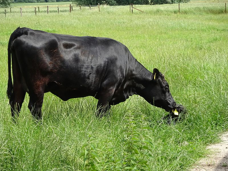 vacca dexter con vitello