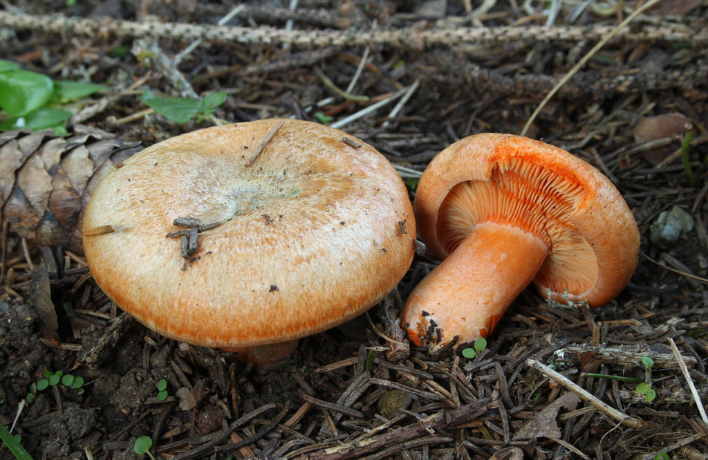 Sanguinello - Lactarius deterrimus