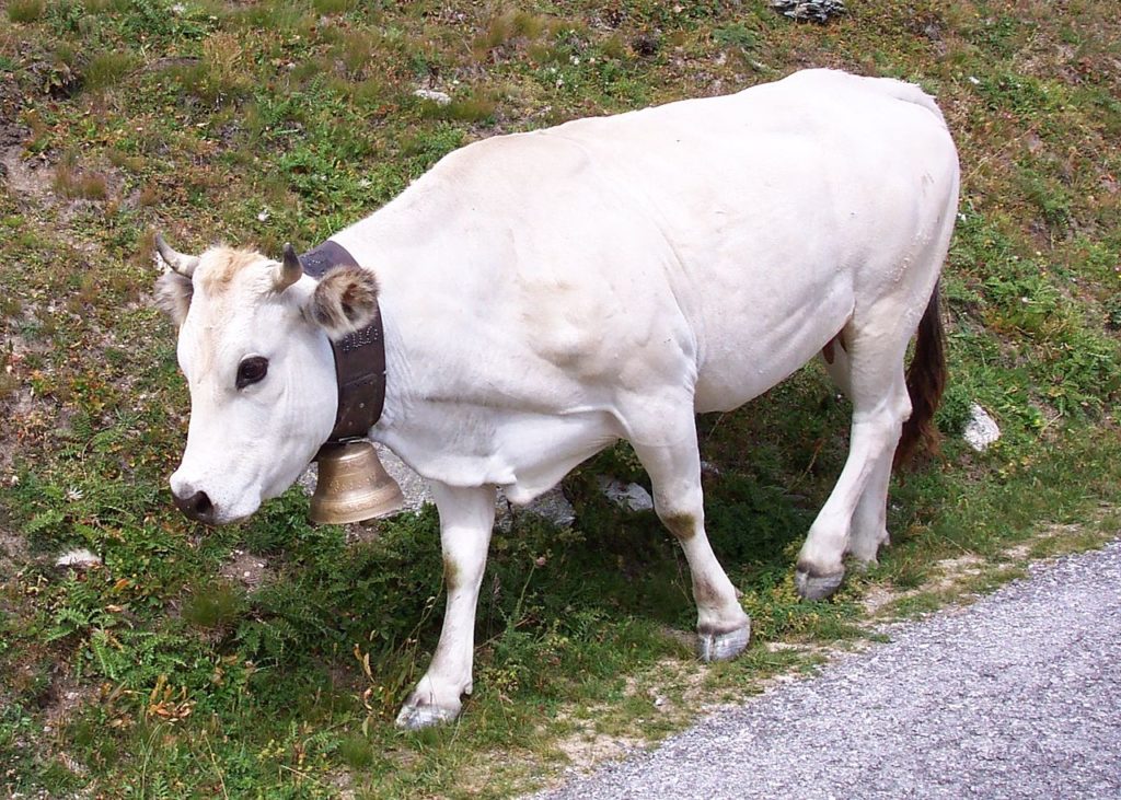 vacca Piemontese