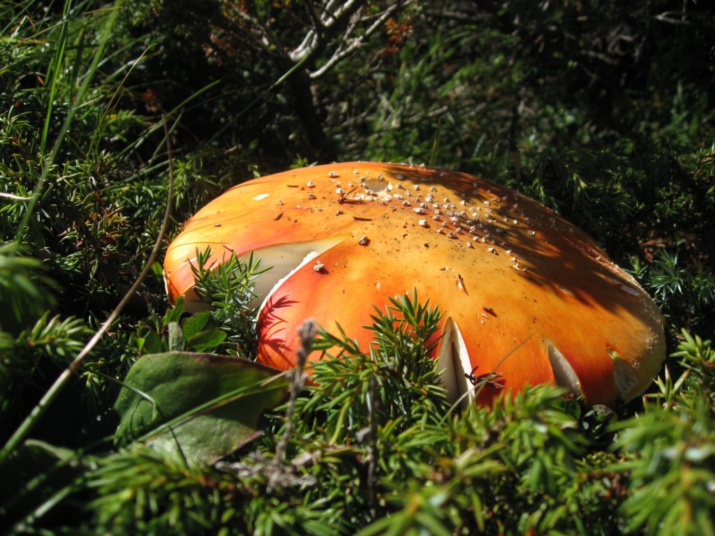 Amanita Muscaria vecchia