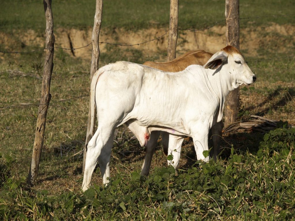 vitello Zebù