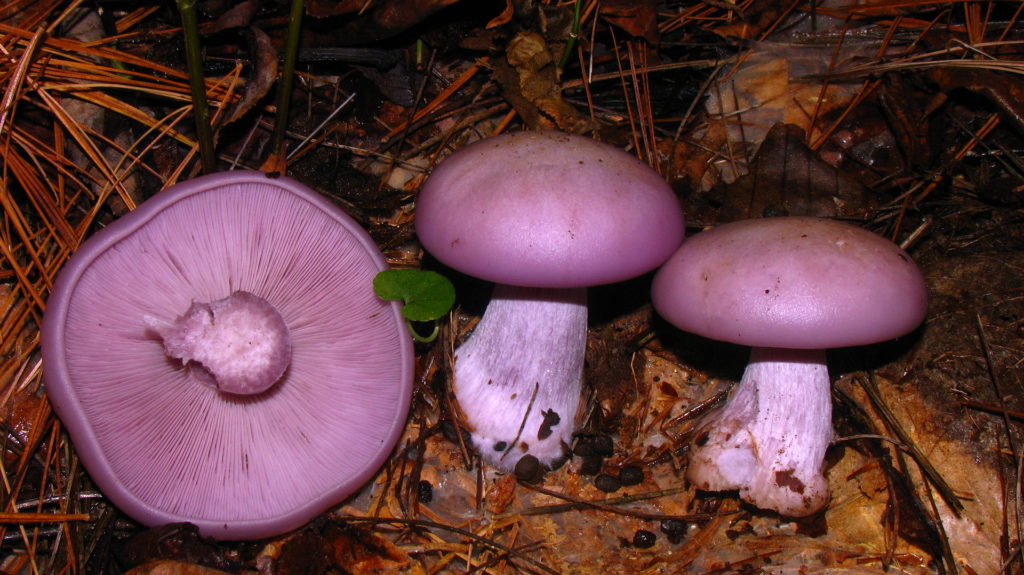 Agarico violetto