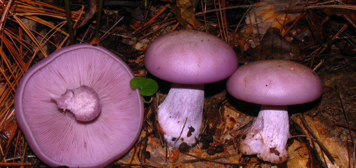 Agarico violetto