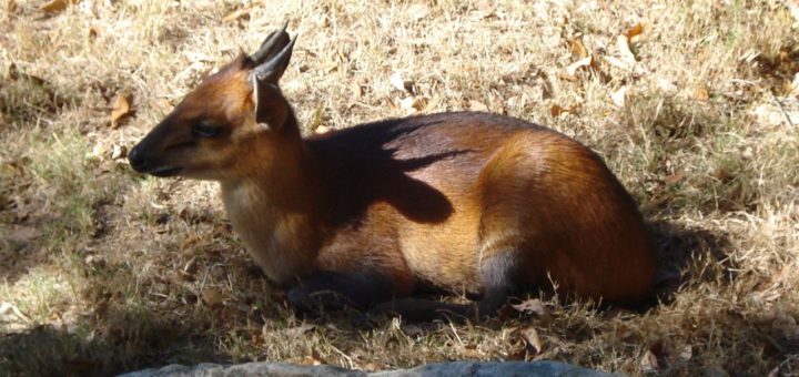 cefalofo dal dorso rosso