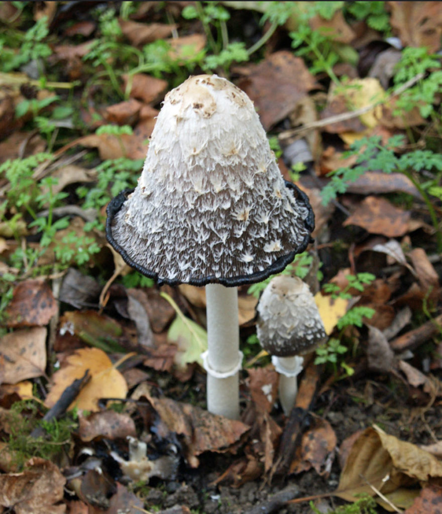 Coprinus comatus annerito