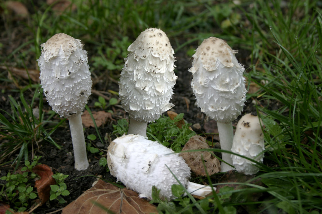 Coprinus comatus