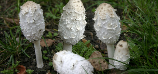 Coprinus comatus