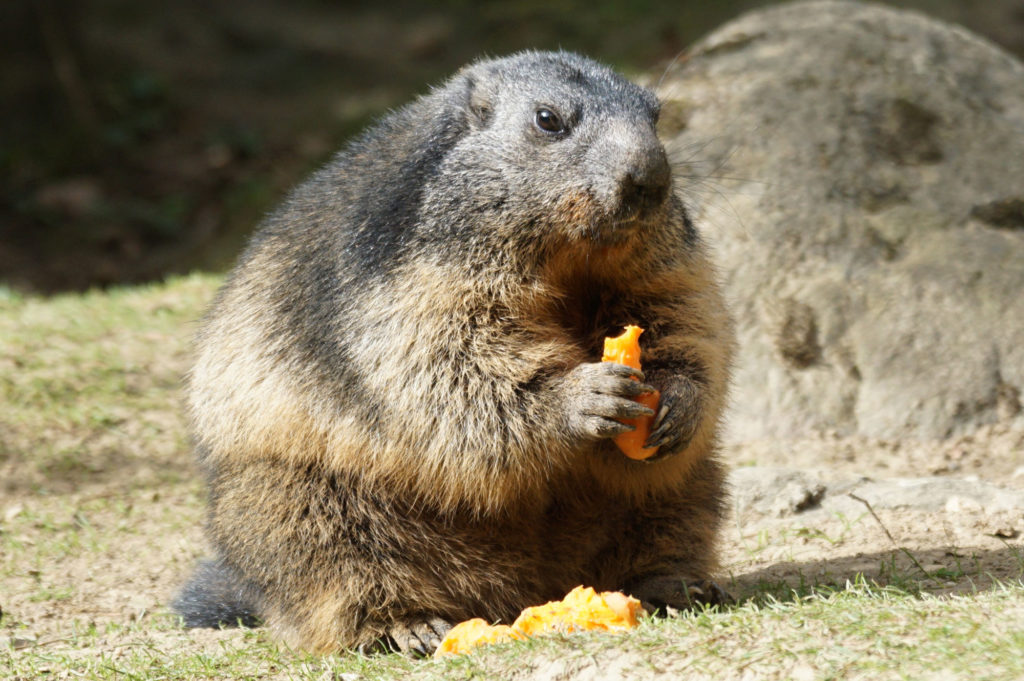 marmotta