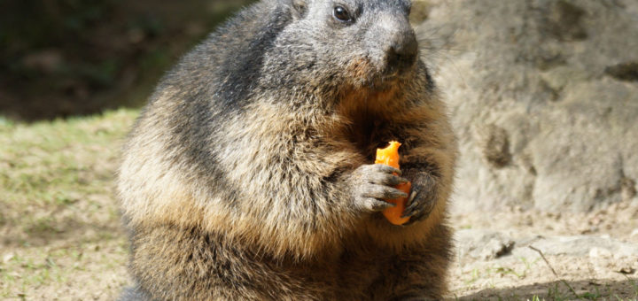 marmotta