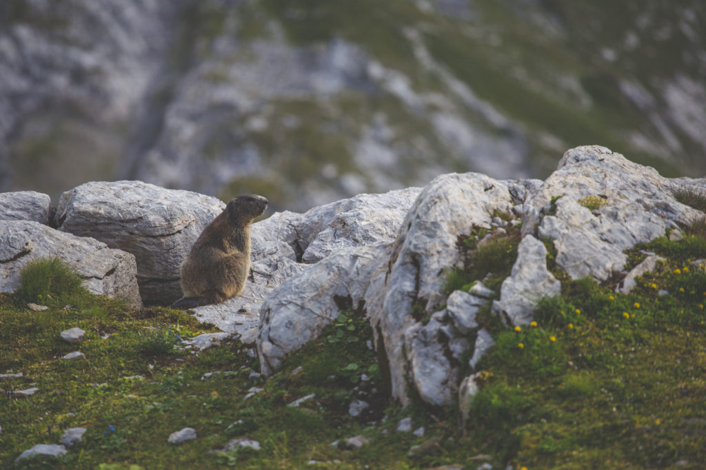 marmotta su rocce