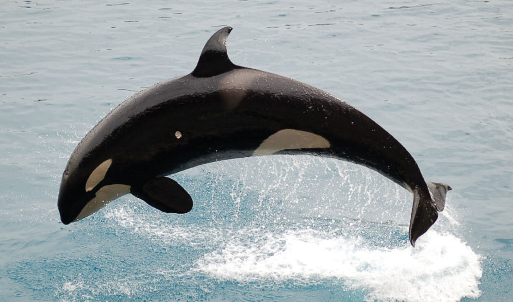 orca femmina