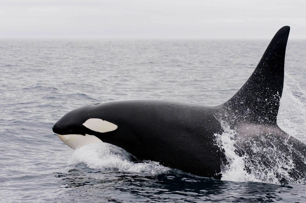 maschio di orca