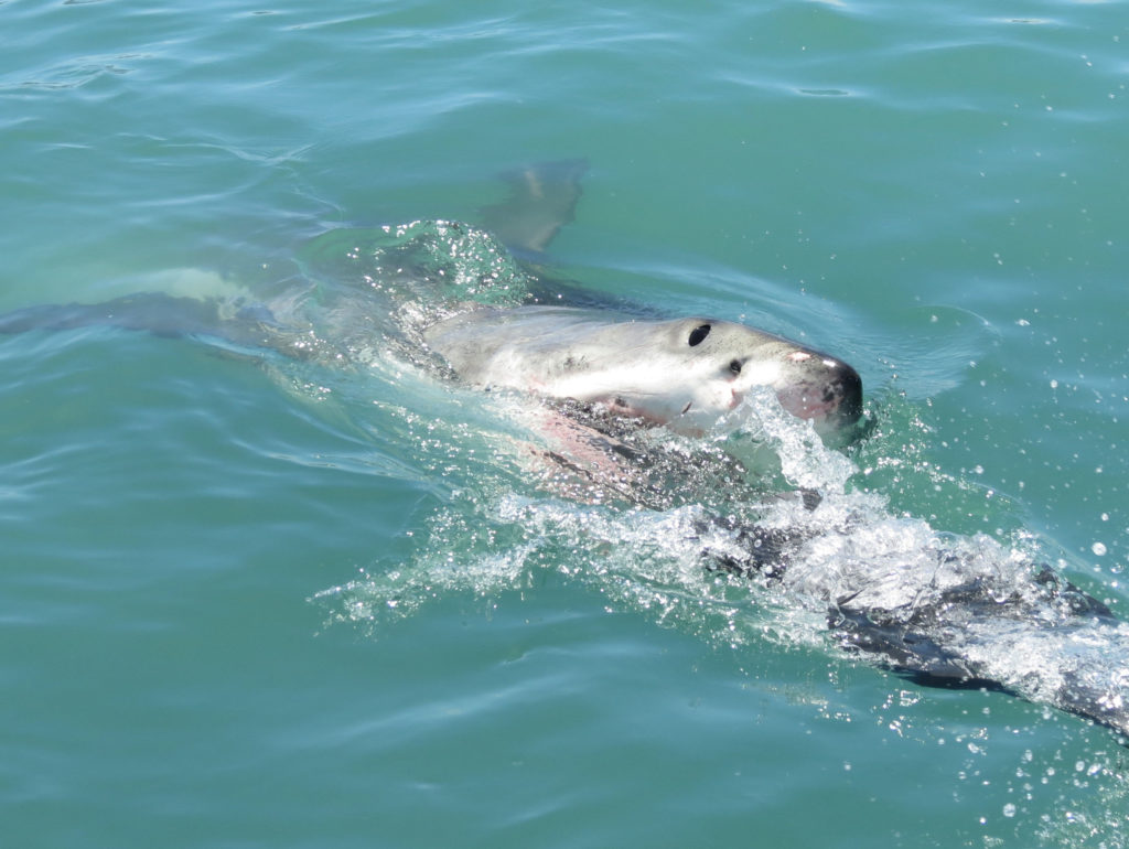 predazione di foca da parte di uno squalo bianco